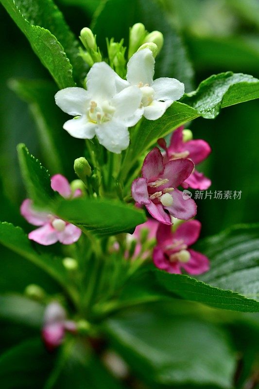 Weigela coraeensis花